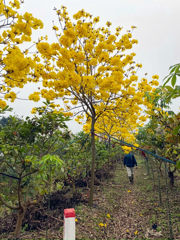 Cuồng hoa phong linh, dân Hà thành rủ nhau mua trồng, giá 5 triệu/cây-1