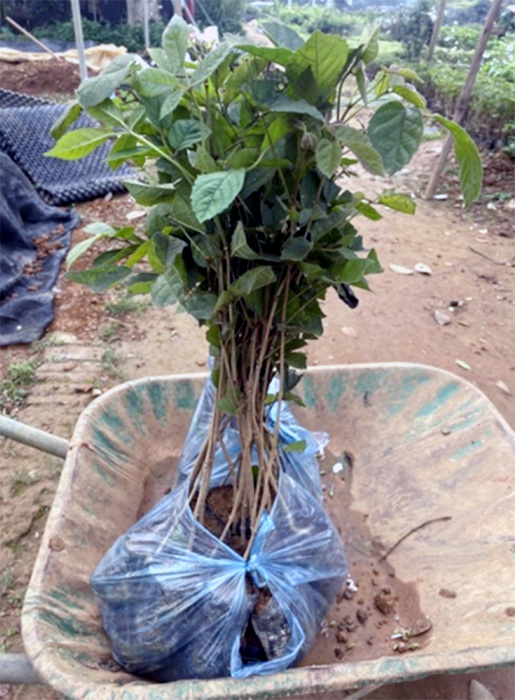 Cuồng hoa phong linh, dân Hà thành rủ nhau mua trồng, giá 5 triệu/cây-2