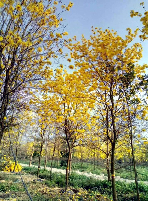 Cuồng hoa phong linh, dân Hà thành rủ nhau mua trồng, giá 5 triệu/cây-3