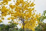 Mai xanh nhưng nở hoa tím lịm, 30 triệu/cây nhà giàu Việt săn mua-6