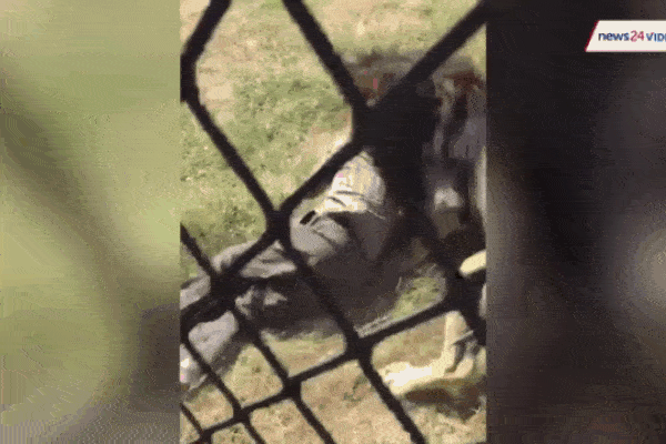 Clip: Bị linh dương đuổi ngược, sư tử vờ đầu hàng và cái kết bất ngờ-1