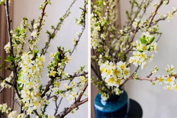 Loại hoa rừng nhìn như bông lúa hút khách Hà thành, người dân cắt không kịp bán-6