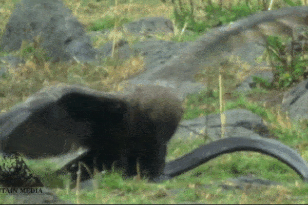 Clip: Kinh hoàng cảnh nam thanh niên bị rắn hổ mang cắn chặt vào tay-1