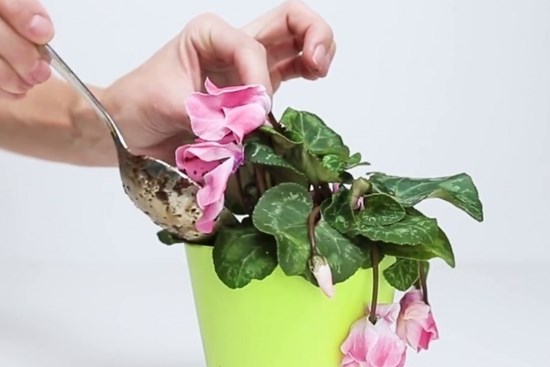 Mẹo cực hay giúp hoa, cây cảnh nhà bạn dù héo cỡ nào cũng tươi tốt lại chỉ sau vài ngày