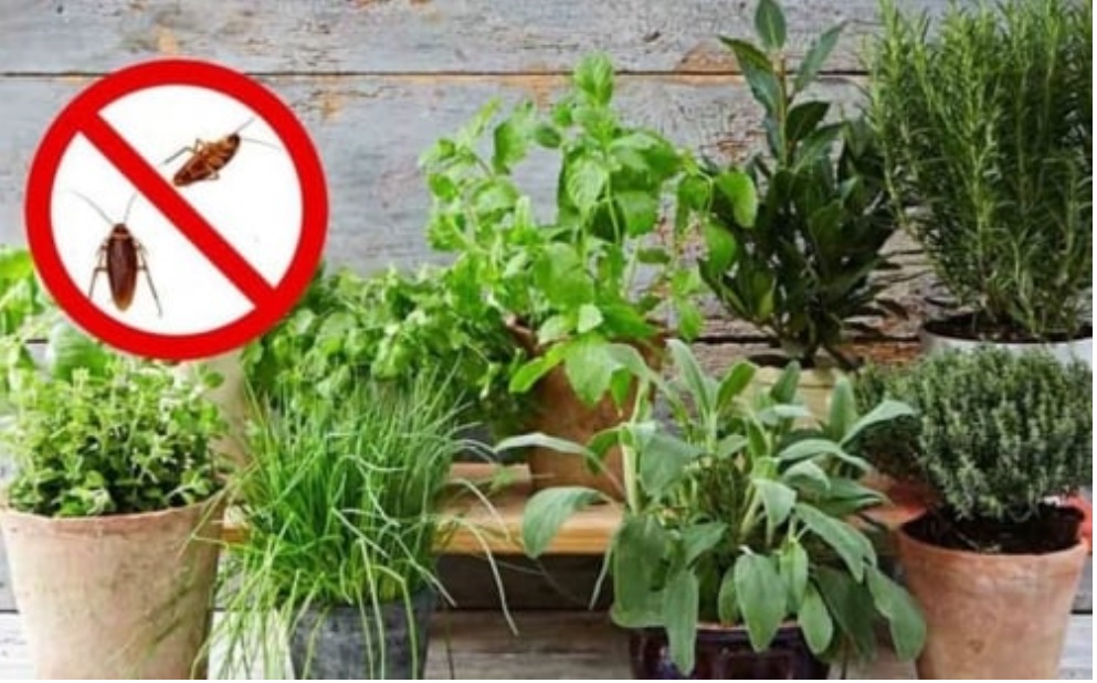 5 loại cây trồng vừa giúp đuổi gián vừa mang lại mùi hương dễ chịu cho căn nhà-1