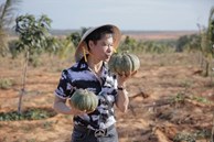 Ngọc Sơn mua khu vườn rộng 50 héc ta tại Bình Thuận để trồng rau, nuôi cá