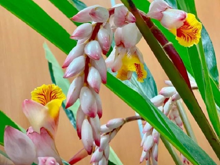 Loại hoa rừng nhìn như bông lúa hút khách Hà thành, người dân cắt không kịp bán-1