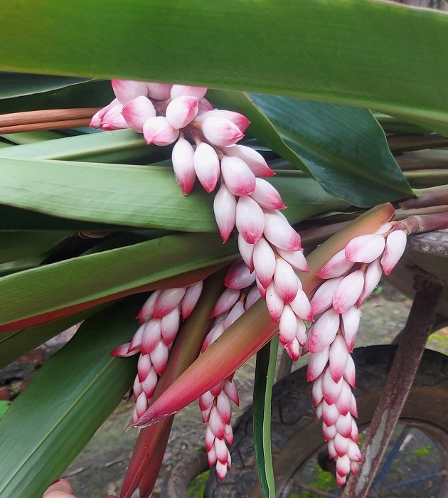 Loại hoa rừng nhìn như bông lúa hút khách Hà thành, người dân cắt không kịp bán-2