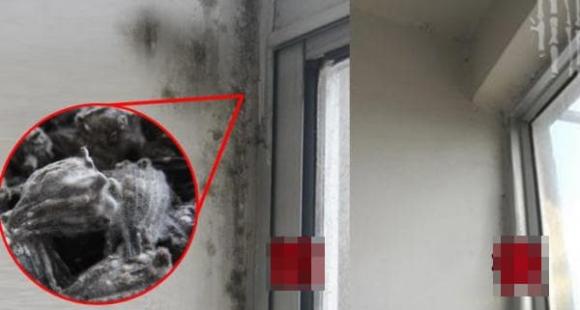 Siêu sạch! Chỉ cần nửa tiếng là có thể tiêu diệt hết ung thư tường” và nấm mốc”! Gia đình sống khỏe mạnh hơn!-1