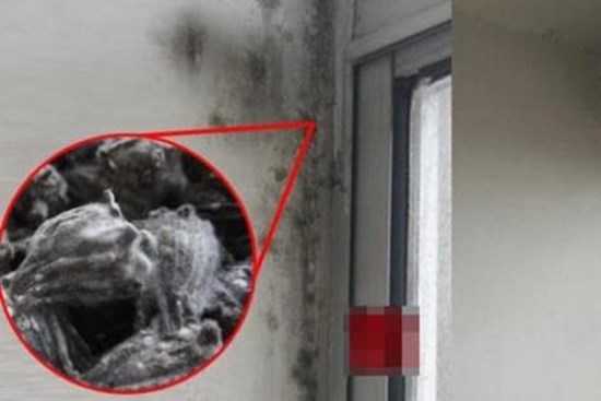 Siêu sạch! Chỉ cần nửa tiếng là có thể tiêu diệt hết “ung thư tường” và “nấm mốc”! Gia đình sống khỏe mạnh hơn!