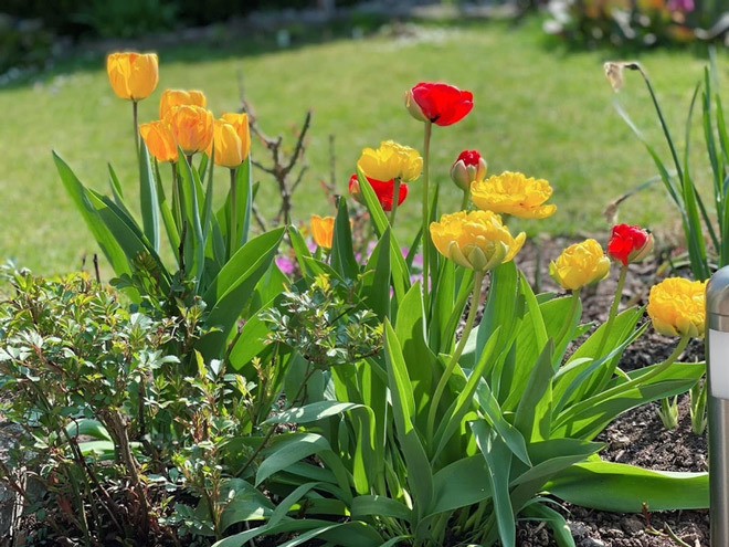 Khu vườn 300m2 ngập sắc hoa của vợ chồng thạc sĩ Việt ở Đức-2