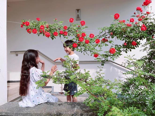 Khu vườn 300m2 ngập sắc hoa của vợ chồng thạc sĩ Việt ở Đức-5