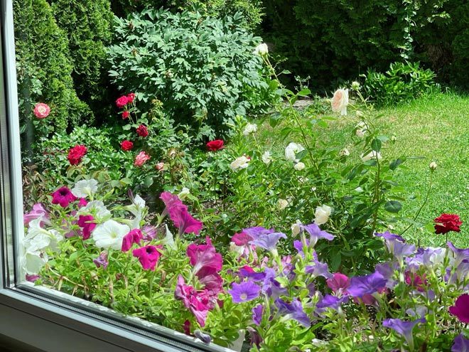 Khu vườn 300m2 ngập sắc hoa của vợ chồng thạc sĩ Việt ở Đức-9