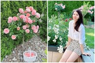 Khu vườn 300m2 ngập sắc hoa của vợ chồng thạc sĩ Việt ở Đức