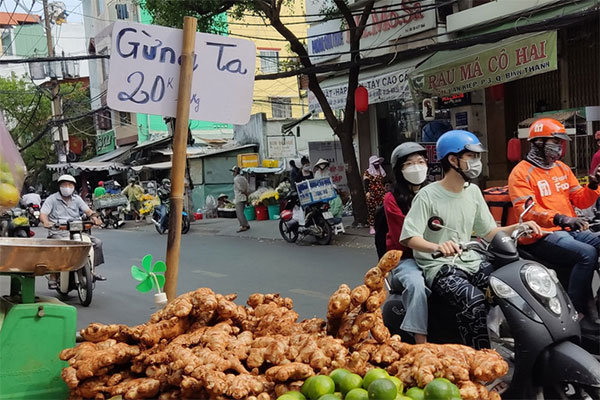 Gừng ế đầy đồi: 5.000 đồng/kg không ai mua, chủ tịch xã viết thư kêu cứu-5
