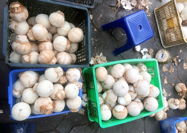 Đổ xô mua bù nước điện giải, giá dừa xiêm tăng gấp đôi-1