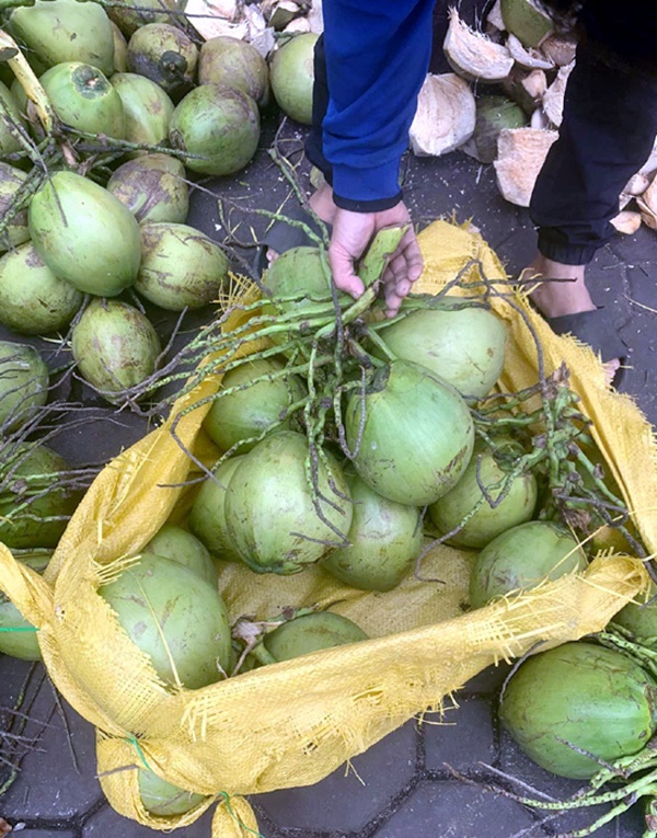 Đổ xô mua bù nước điện giải, giá dừa xiêm tăng gấp đôi-2