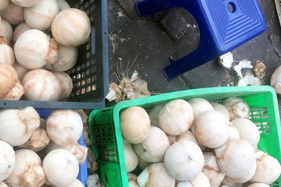 Đổ xô mua bù nước điện giải, giá dừa xiêm tăng gấp đôi