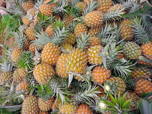 Đặc sản Lào Cai về Hà Nội: Món ngon ứa mật, giá rẻ đổ đống tha hồ chọn-2