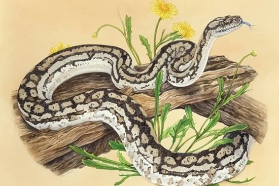 Định mệnh an bài: 3 con giáp được phúc tinh chiếu mệnh, tiền vào như nước trong tháng 3 âm lịch