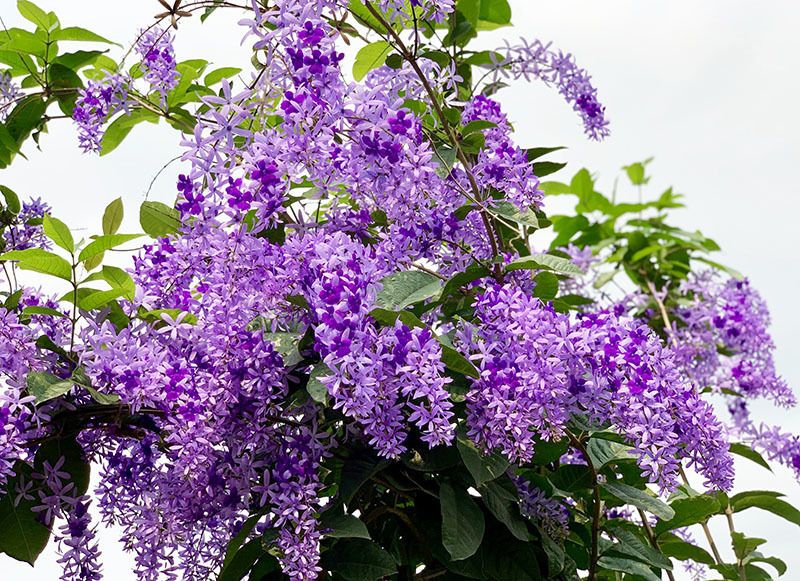 Mai xanh nhưng nở hoa tím lịm, 30 triệu/cây nhà giàu Việt săn mua-1