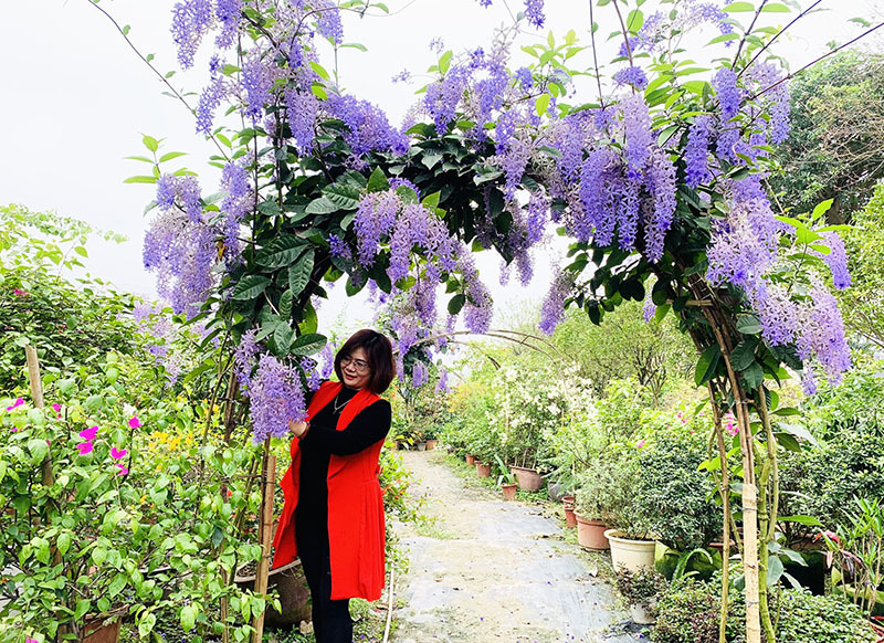 Mai xanh nhưng nở hoa tím lịm, 30 triệu/cây nhà giàu Việt săn mua-2