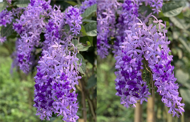 Mai xanh nhưng nở hoa tím lịm, 30 triệu/cây nhà giàu Việt săn mua-3