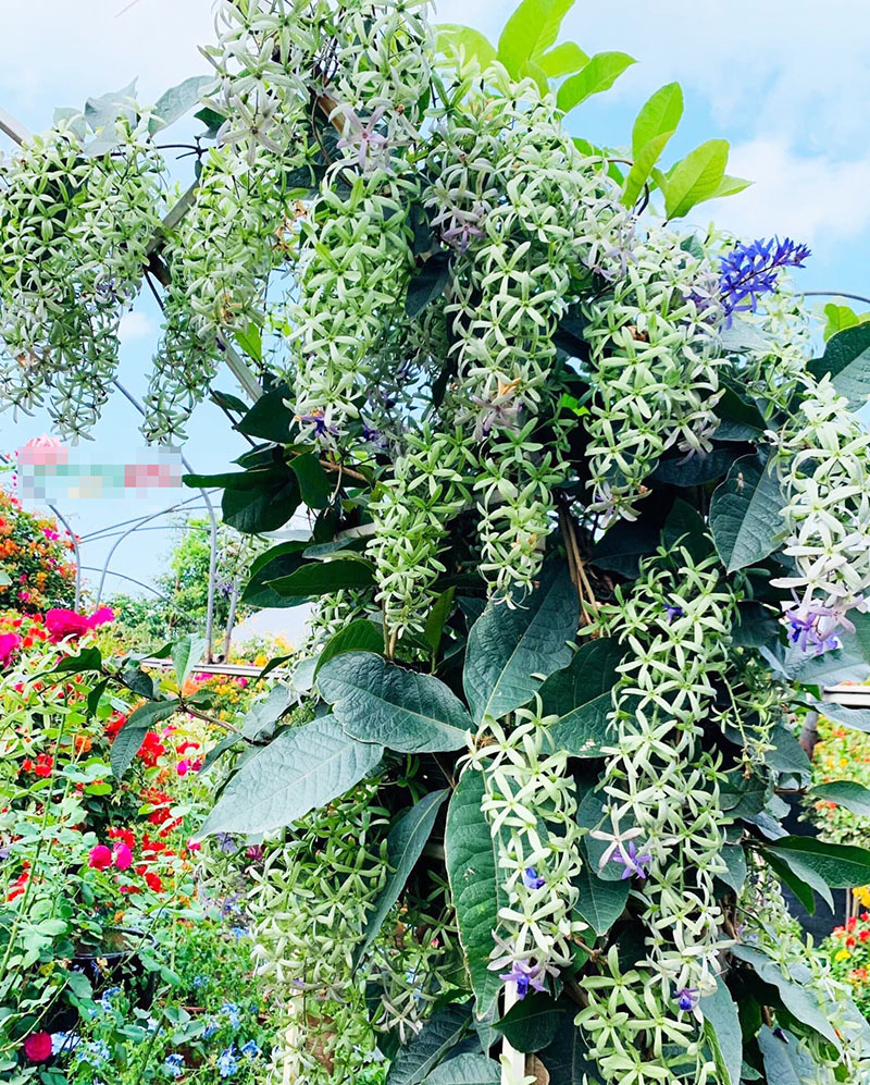 Mai xanh nhưng nở hoa tím lịm, 30 triệu/cây nhà giàu Việt săn mua-4