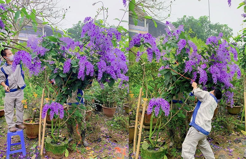 Mai xanh nhưng nở hoa tím lịm, 30 triệu/cây nhà giàu Việt săn mua-5