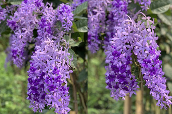 Sen nhưng không sống trong nước - loại hoa mới lạ siêu hút khách, muốn mua phải đặt trước cả tuần-7