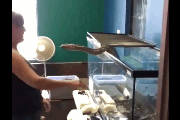 Clip: Đang nằm trên sàn nhà, người đàn ông bị trăn trườn qua người-1