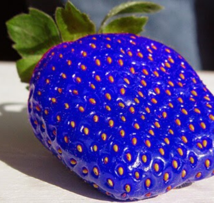 Chuối xanh lam, táo đen và những loại quả lạ chưa thể trồng ở Việt Nam-11