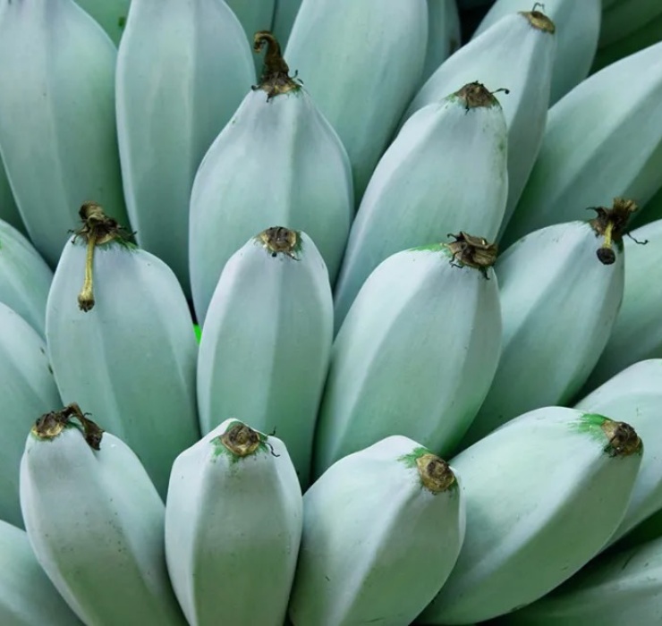 Chuối xanh lam, táo đen và những loại quả lạ chưa thể trồng ở Việt Nam-2