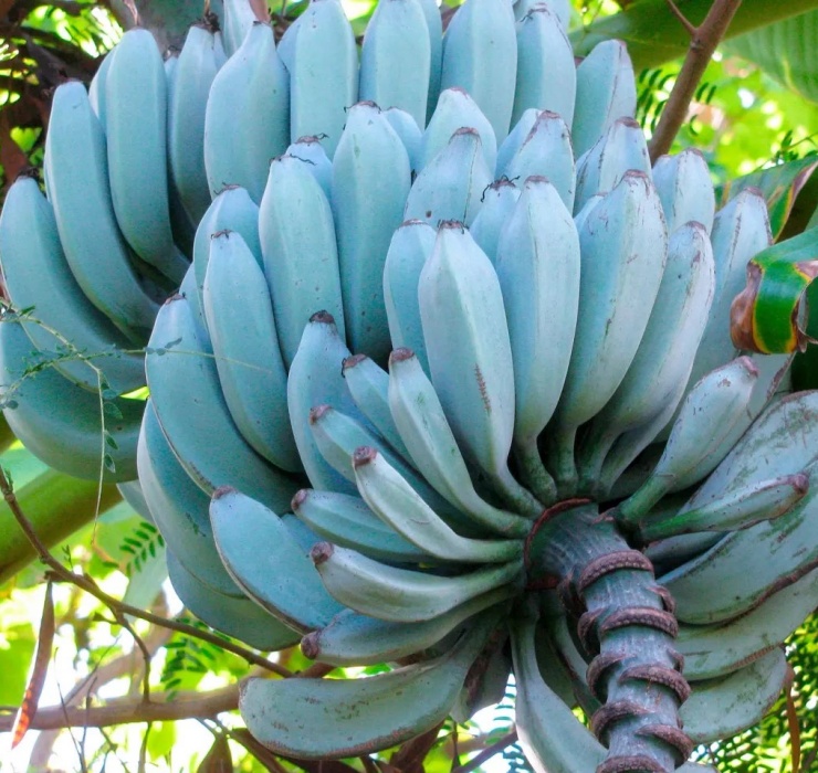 Chuối xanh lam, táo đen và những loại quả lạ chưa thể trồng ở Việt Nam-4