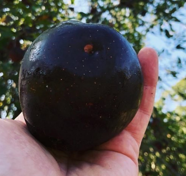 Chuối xanh lam, táo đen và những loại quả lạ chưa thể trồng ở Việt Nam-5
