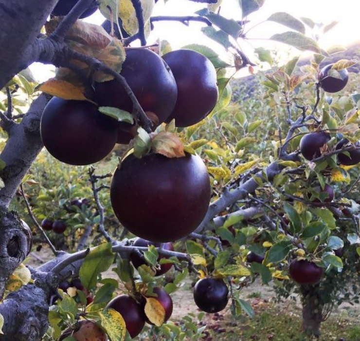Chuối xanh lam, táo đen và những loại quả lạ chưa thể trồng ở Việt Nam-6