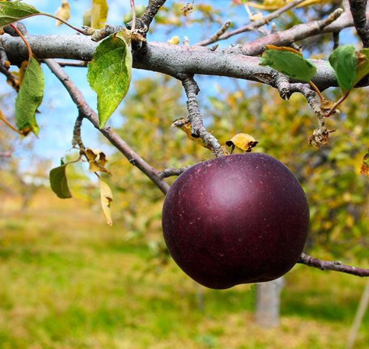 Chuối xanh lam, táo đen và những loại quả lạ chưa thể trồng ở Việt Nam-7