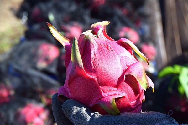 Loại quả kích thích sản xuất collagen, được mệnh danh là thần dược của sắc đẹp”: Có 3 nhóm người không nên ăn vì cực kỳ nguy hiểm-5