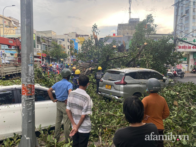 TP.HCM: Cây đa cổ thụ cạnh Bệnh viện Ung bướu bật gốc trong mưa lớn đè trúng 2 ô tô, nhiều người may mắn thoát chết-1