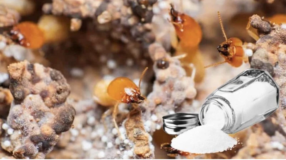 6 cách diệt mối mọt cho đồ gỗ hiệu quả, an toàn: Hết tiếng cót két, làm loáng cái là xong-1