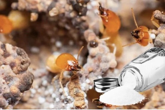 6 cách diệt mối mọt cho đồ gỗ hiệu quả, an toàn: Hết tiếng cót két, làm loáng cái là xong