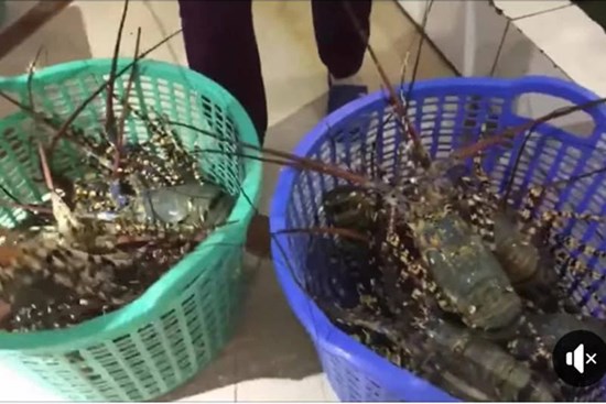 Tôm hùm 'giải cứu' ồ ạt bán đầy chợ mạng, giá chưa đến 200.000 đồng/kg