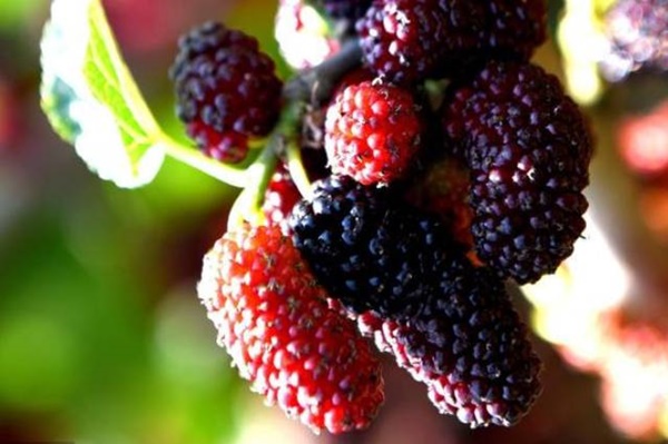 Phụ nữ thiếu khí huyết sẽ già nhanh, da xấu: Thời điểm hoàng kim và 5 món chị em nên ăn để tăng khí huyết, chống lão hóa-5