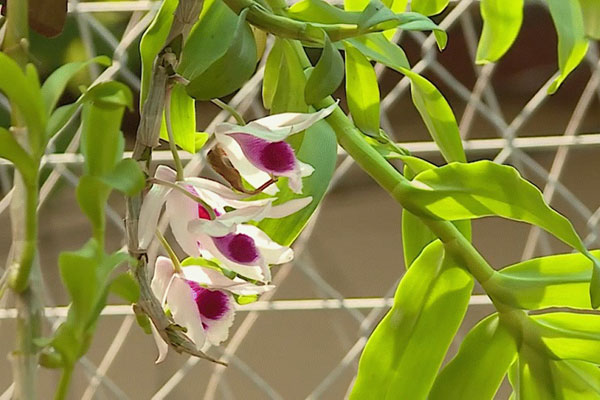 Lan đột biến hết thời tiền tỷ, tụt dốc rẻ hơn... rau muống-8