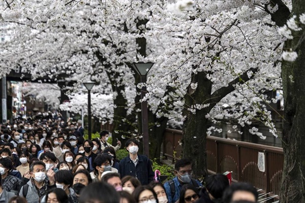 Mùa hoa anh đào nở trên khắp thế giới-4