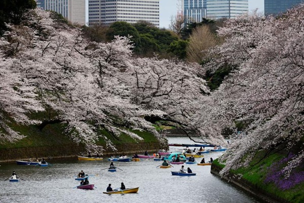 Mùa hoa anh đào nở trên khắp thế giới-6
