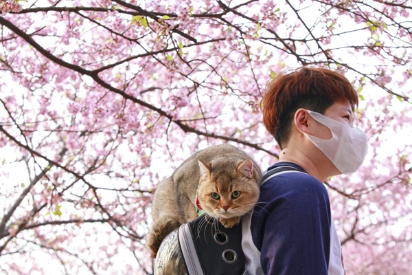 Mùa hoa anh đào nở trên khắp thế giới-8