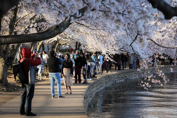 Mùa hoa anh đào nở trên khắp thế giới-10