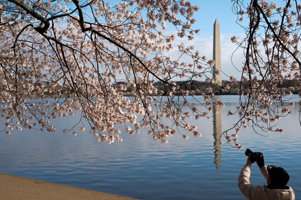 Mùa hoa anh đào nở trên khắp thế giới-11