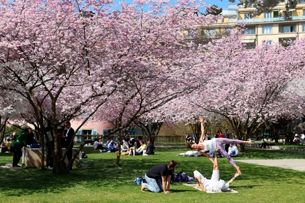 Mùa hoa anh đào nở trên khắp thế giới-12